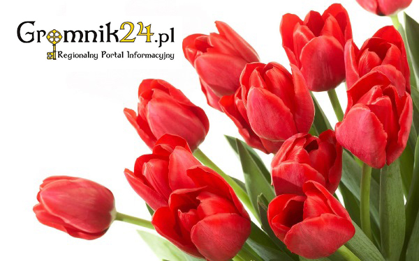 kwiaty-gromnik24